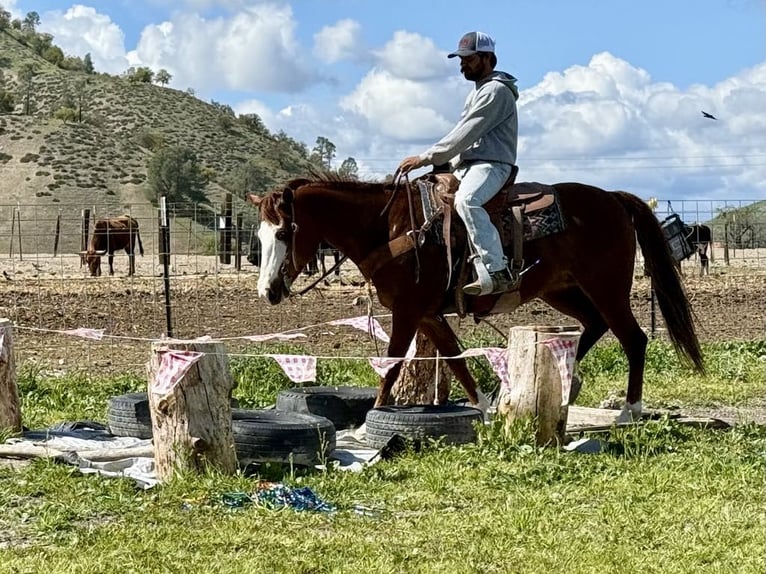 Quarter horse américain Jument 9 Ans 150 cm Alezan brûlé in Paicines CA