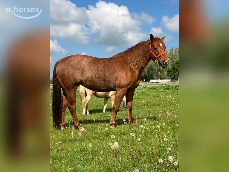 Quarter horse américain Jument 9 Ans 150 cm Alezan in Holtgast