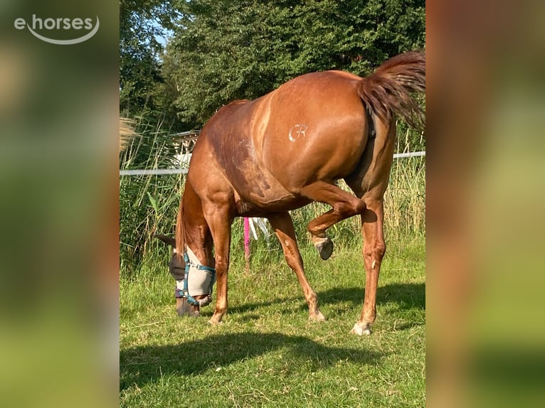 Quarter horse américain Jument 9 Ans 150 cm Alezan in Holtgast