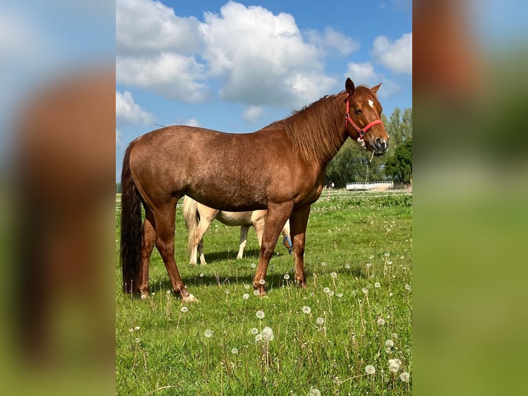 Quarter horse américain Jument 9 Ans 150 cm Alezan in Moorweg