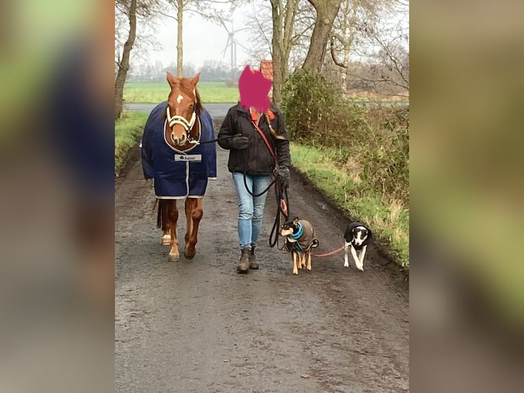Quarter horse américain Jument 9 Ans 150 cm Alezan in Moorweg