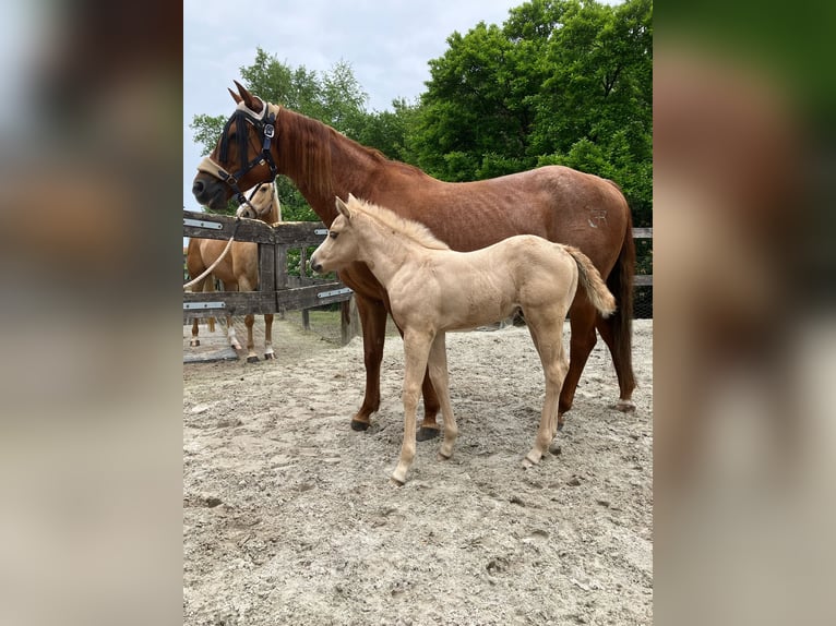 Quarter horse américain Jument 9 Ans 150 cm Alezan in Moorweg