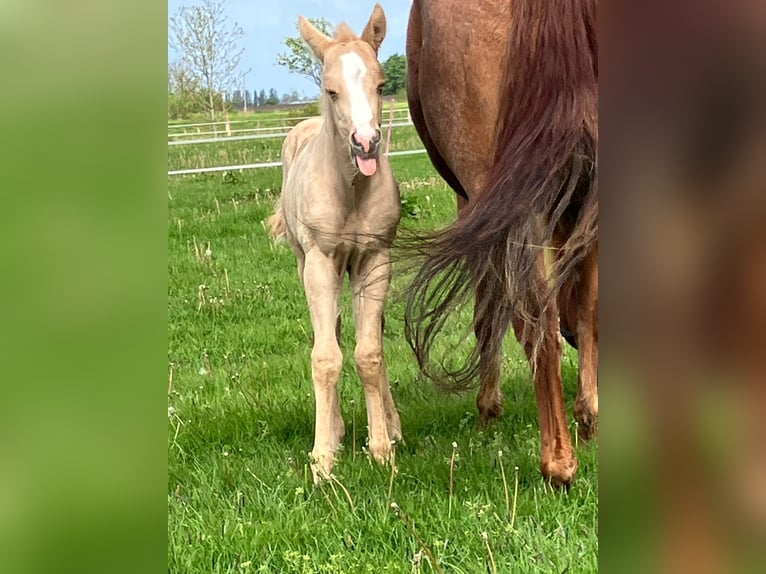 Quarter horse américain Jument 9 Ans 150 cm Alezan in Moorweg