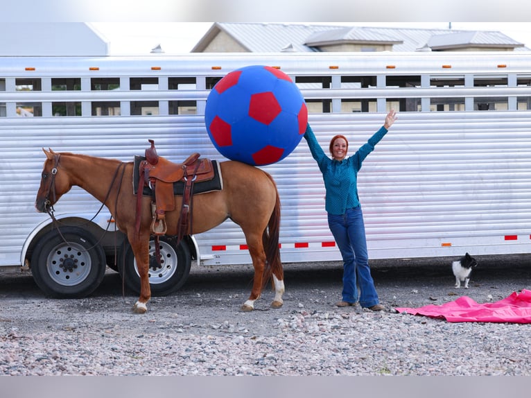 Quarter horse américain Jument 9 Ans 150 cm Alezan dun in Forney