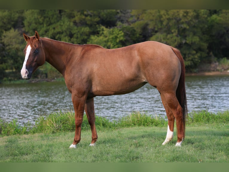 Quarter horse américain Jument 9 Ans 150 cm Alezan dun in Forney