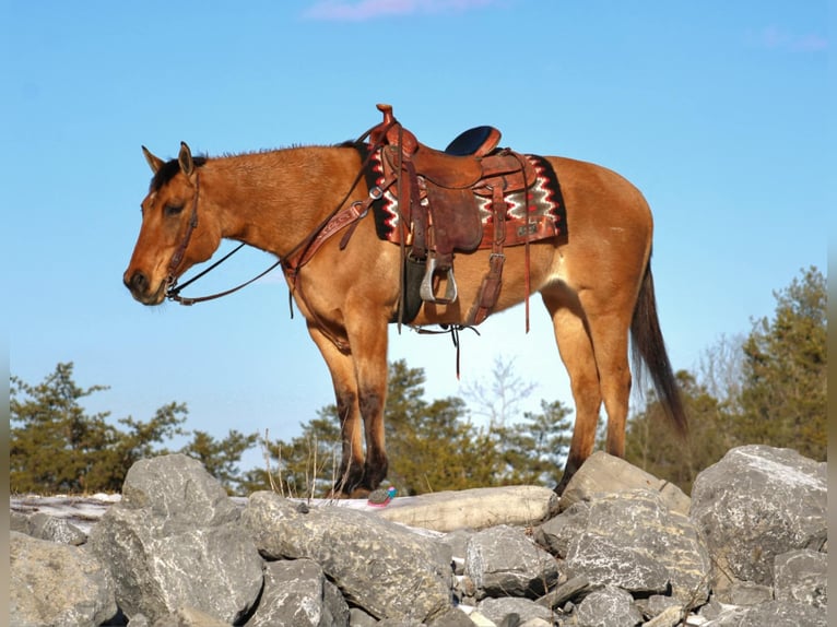 Quarter horse américain Jument 9 Ans 150 cm Alezan dun in Rebersburg, PA