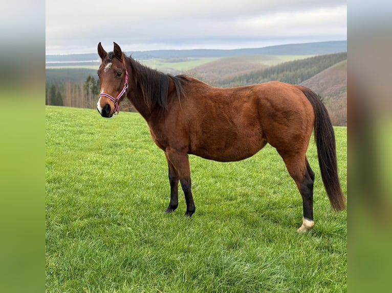 Quarter horse américain Jument 9 Ans 150 cm Bai in Euskirchen