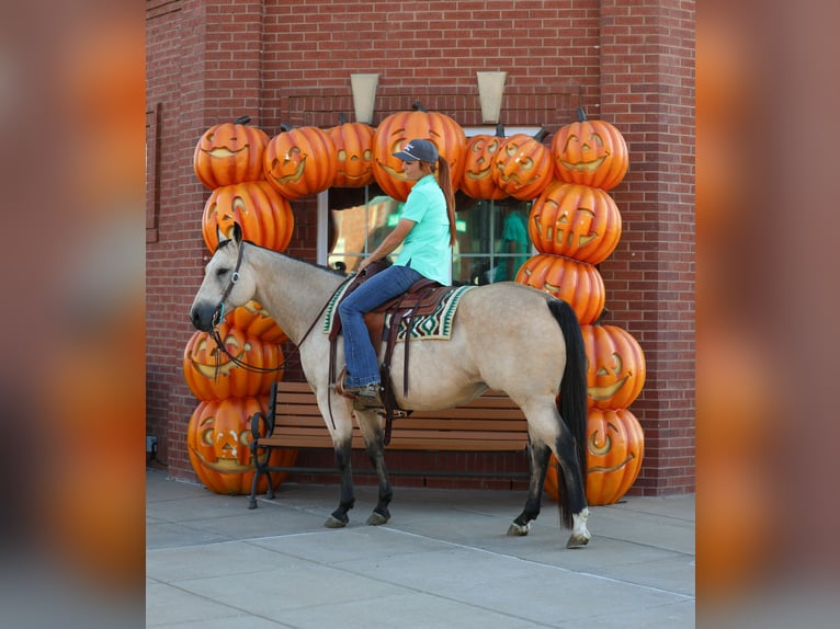 Quarter horse américain Jument 9 Ans 150 cm Buckskin in Forney