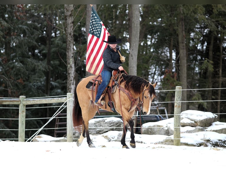 Quarter horse américain Jument 9 Ans 150 cm Buckskin in Clarion, PA