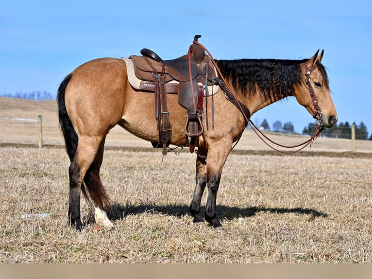 Quarter horse américain Jument 9 Ans 150 cm Buckskin in Clarion, PA