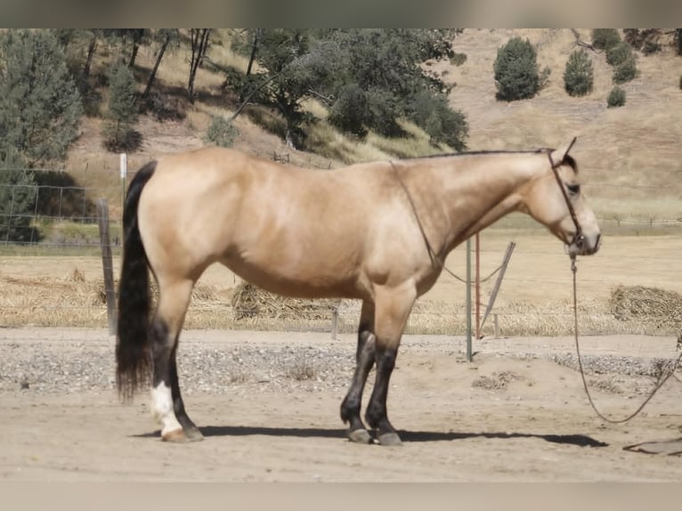Quarter horse américain Jument 9 Ans 150 cm Buckskin in Tres Pinos