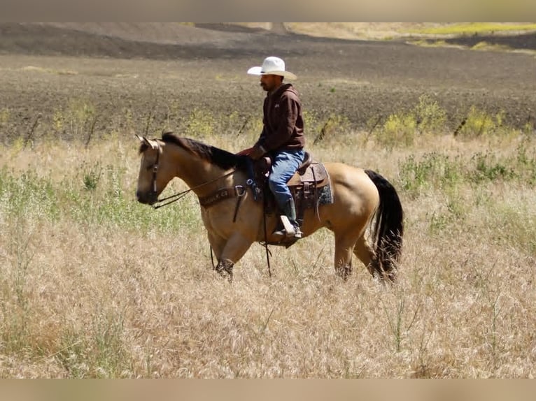 Quarter horse américain Jument 9 Ans 150 cm Buckskin in Tres Pinos