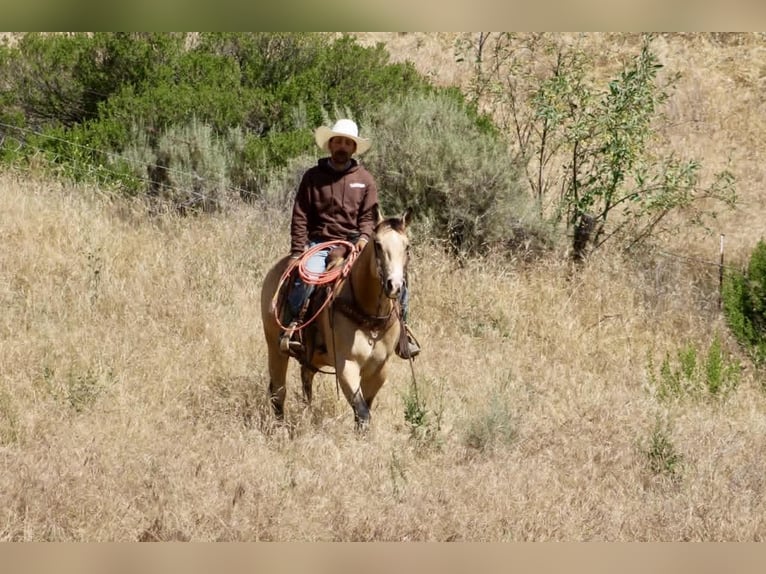 Quarter horse américain Jument 9 Ans 150 cm Buckskin in Tres Pinos
