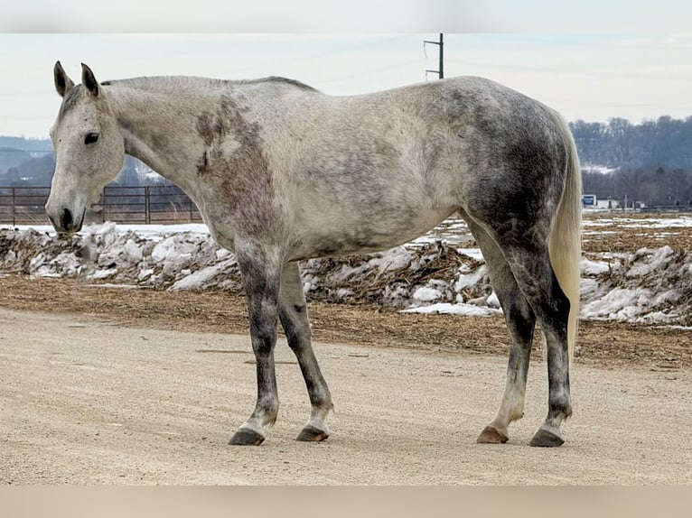 Quarter horse américain Jument 9 Ans 150 cm Gris in Cannon Falls