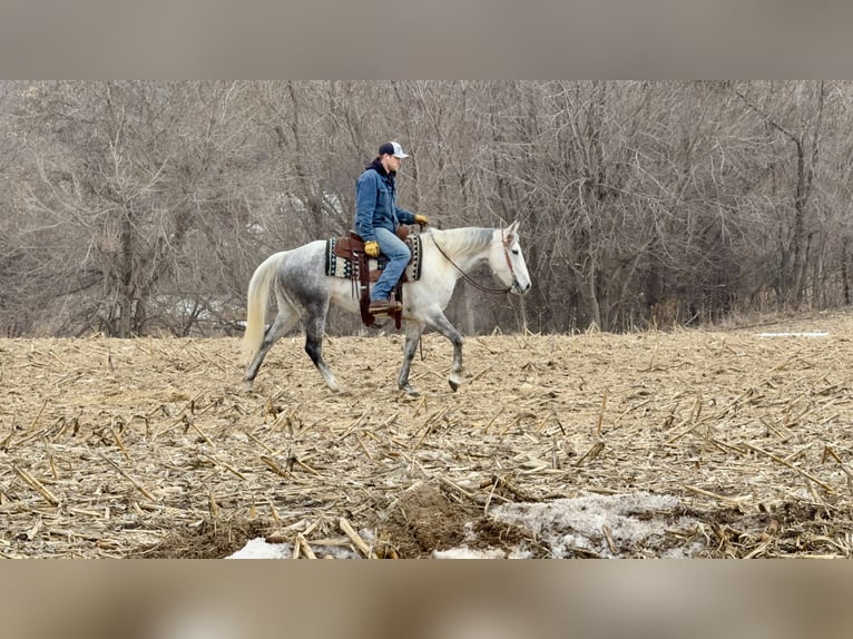 Quarter horse américain Jument 9 Ans 150 cm Gris in Cannon Falls