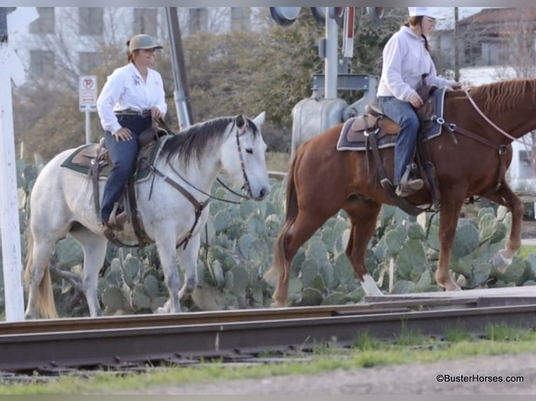 Quarter horse américain Jument 9 Ans 150 cm Gris in Weatherford TX