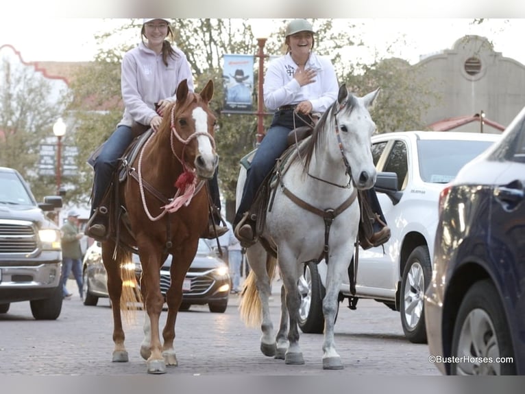 Quarter horse américain Jument 9 Ans 150 cm Gris in Weatherford TX
