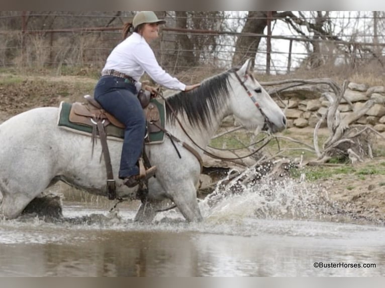 Quarter horse américain Jument 9 Ans 150 cm Gris in Weatherford TX