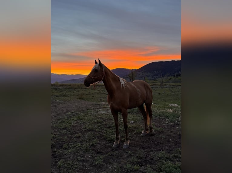 Quarter horse américain Jument 9 Ans 150 cm Palomino in Camp Verde
