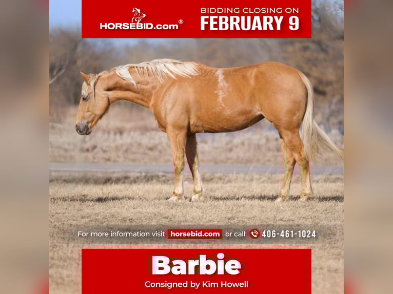 Quarter horse américain Jument 9 Ans 150 cm Palomino in Camp Verde