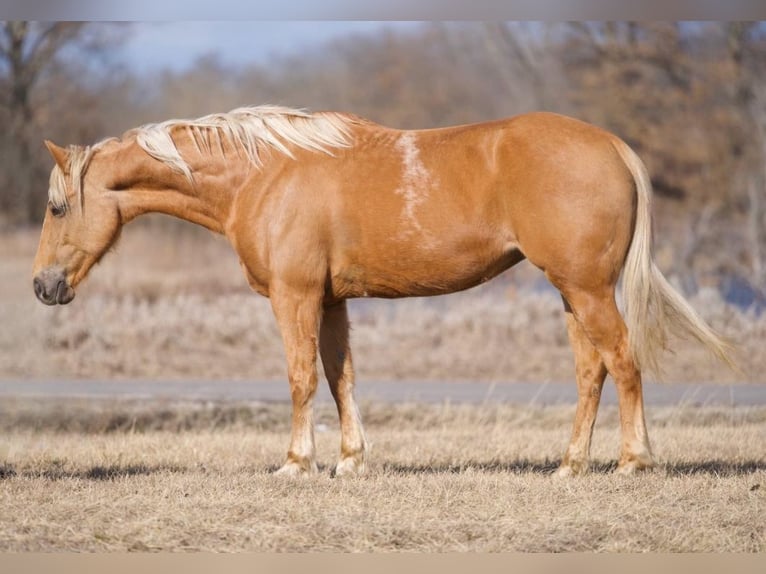 Quarter horse américain Jument 9 Ans 150 cm Palomino in Camp Verde