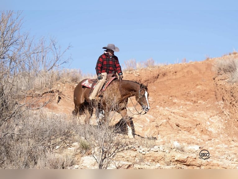 Quarter horse américain Jument 9 Ans 152 cm Alezan cuivré in Canyon