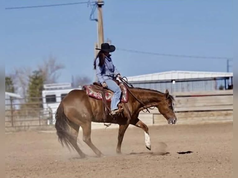 Quarter horse américain Jument 9 Ans 152 cm Alezan cuivré in Canyon