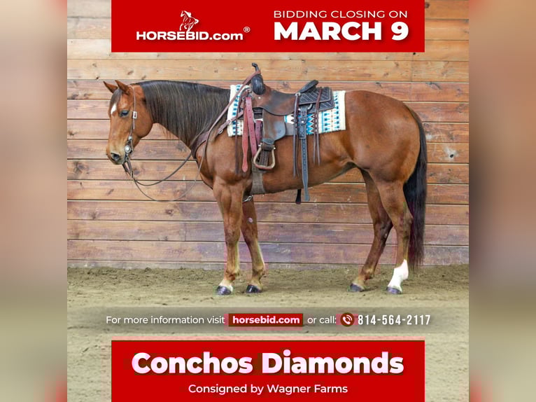 Quarter horse américain Jument 9 Ans 152 cm Alezan cuivré in Clarion