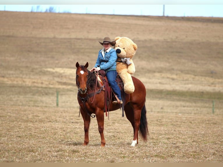 Quarter horse américain Jument 9 Ans 152 cm Alezan cuivré in Clarion