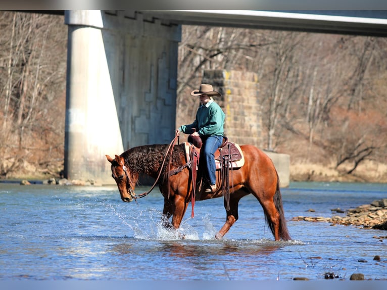 Quarter horse américain Jument 9 Ans 152 cm Alezan cuivré in Clarion