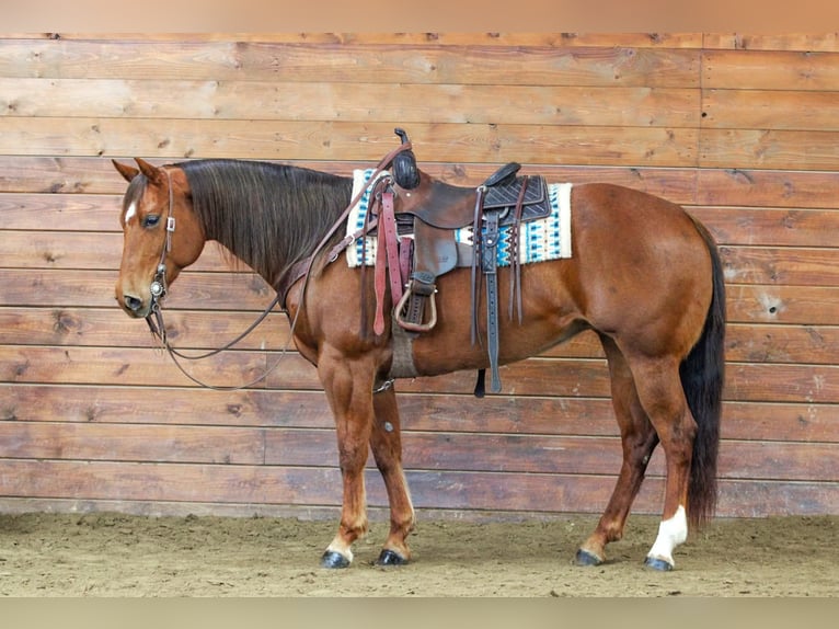 Quarter horse américain Jument 9 Ans 152 cm Alezan cuivré in Clarion