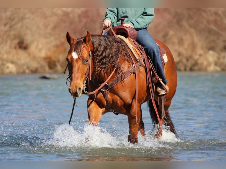 Quarter horse américain Jument 9 Ans 152 cm Alezan cuivré in Clarion
