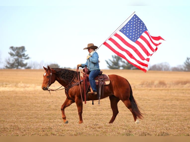 Quarter horse américain Jument 9 Ans 152 cm Alezan cuivré in Clarion