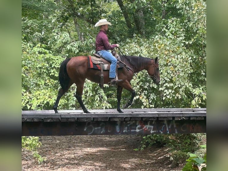 Quarter horse américain Jument 9 Ans 152 cm Bai cerise in Henderson KY