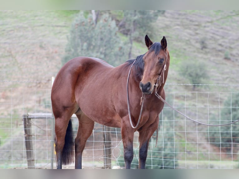 Quarter horse américain Jument 9 Ans 152 cm Bai cerise in Paicines CA