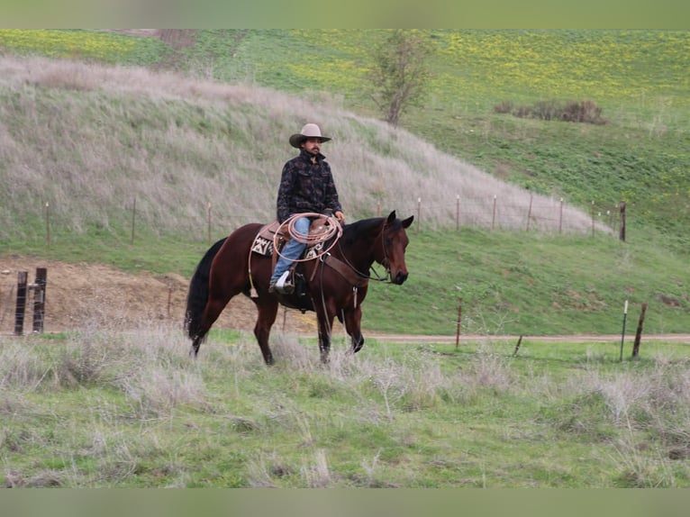 Quarter horse américain Jument 9 Ans 152 cm Bai cerise in Paicines CA