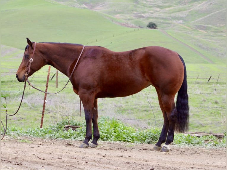 Quarter horse américain Jument 9 Ans 152 cm Bai cerise in Paicines CA
