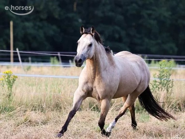 Quarter horse américain Jument 9 Ans 152 cm Buckskin in Lüdinghausen
