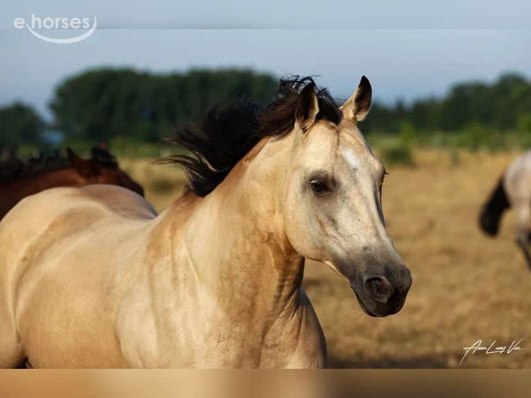 Quarter horse américain Jument 9 Ans 152 cm Buckskin in Lüdinghausen