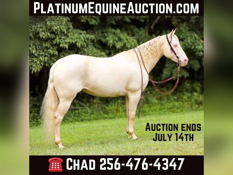 Quarter horse américain Jument 9 Ans 152 cm Cremello in Mt Hope AL