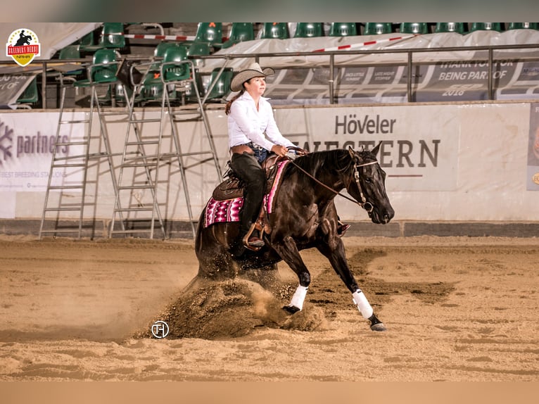 Quarter horse américain Jument 9 Ans 152 cm Noir in Kaisersbach