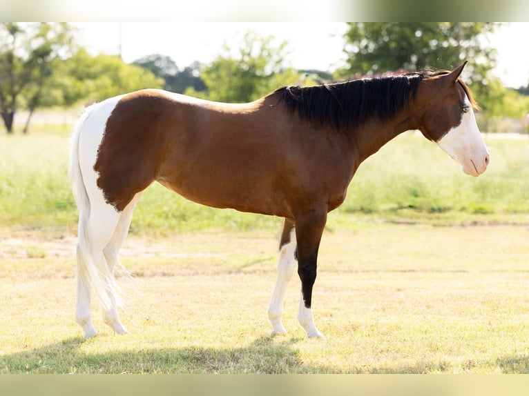 Quarter horse américain Croisé Jument 9 Ans 152 cm Pinto in Dublin
