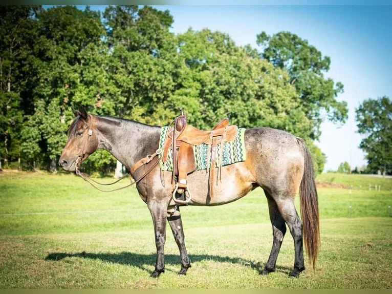 Quarter horse américain Jument 9 Ans 152 cm Roan-Bay in Greeneville KY