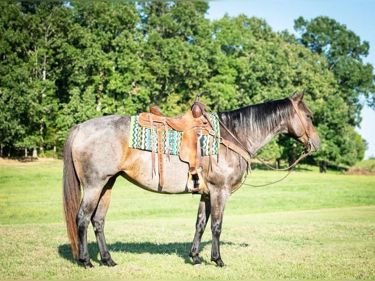 Quarter horse américain Jument 9 Ans 152 cm Roan-Bay in Greeneville KY