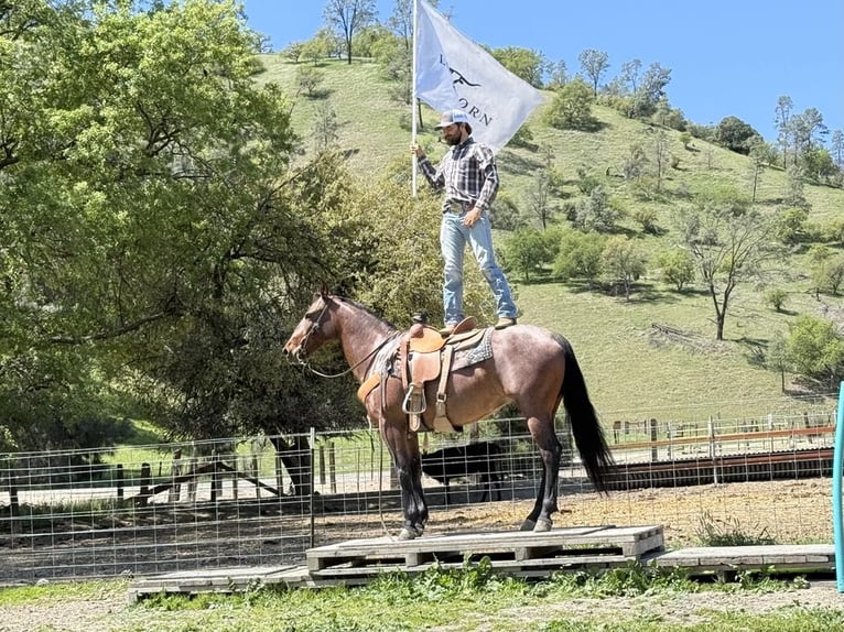 Quarter horse américain Jument 9 Ans 152 cm Roan-Bay in Paicines CA