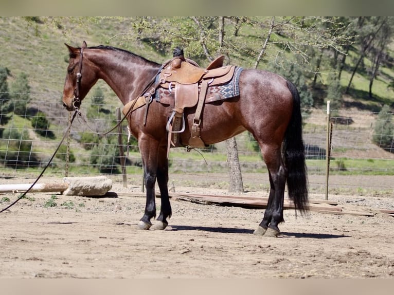 Quarter horse américain Jument 9 Ans 152 cm Roan-Bay in Paicines CA