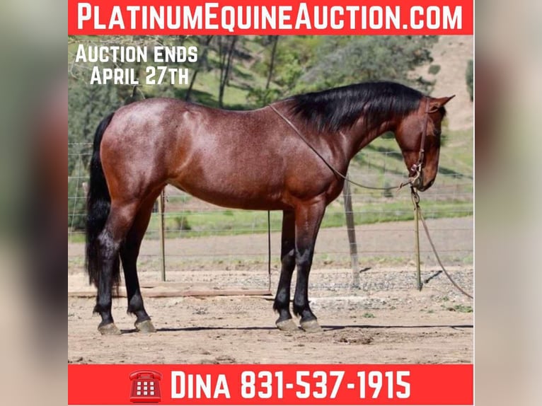 Quarter horse américain Jument 9 Ans 152 cm Roan-Bay in Paicines CA
