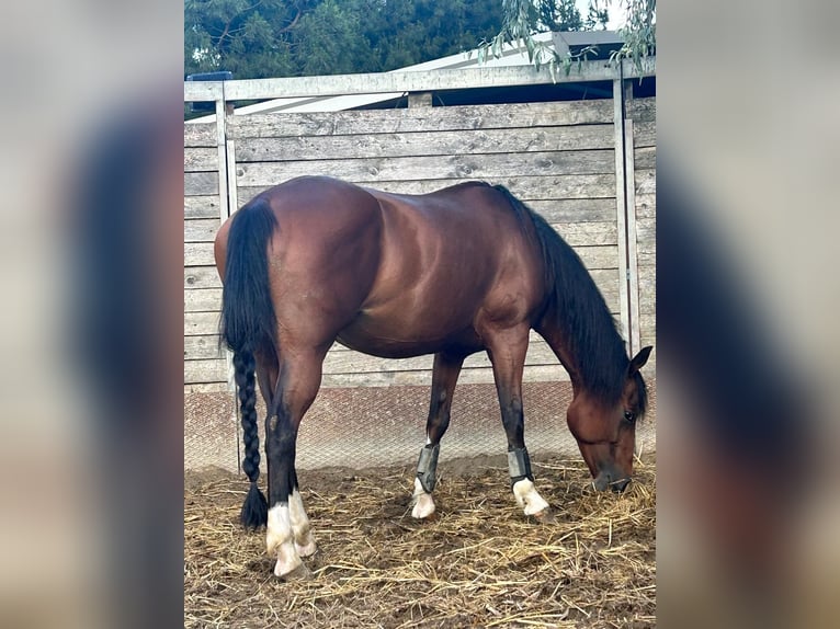 Quarter horse américain Jument 9 Ans 153 cm Bai cerise in Forli