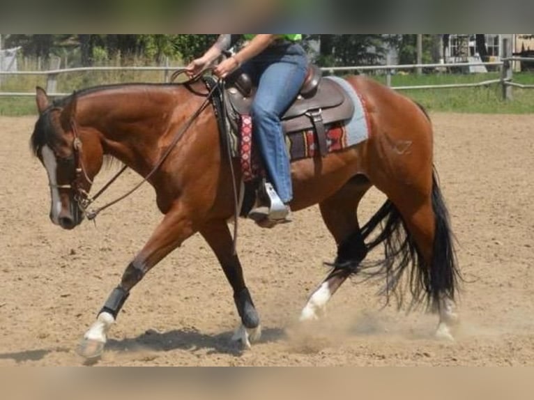 Quarter horse américain Jument 9 Ans 153 cm Bai cerise in Forli