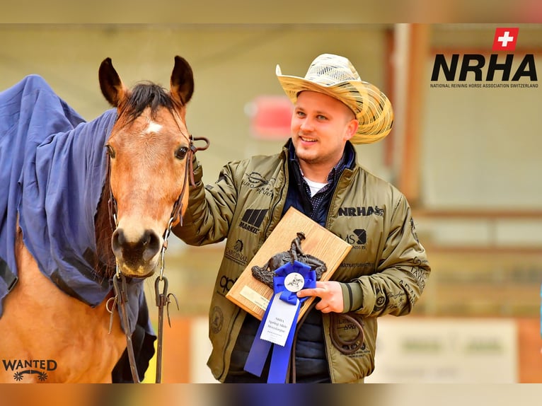 Quarter horse américain Jument 9 Ans 153 cm Buckskin in Kappelen